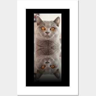 Russian Blue Cat X 2 Posters and Art